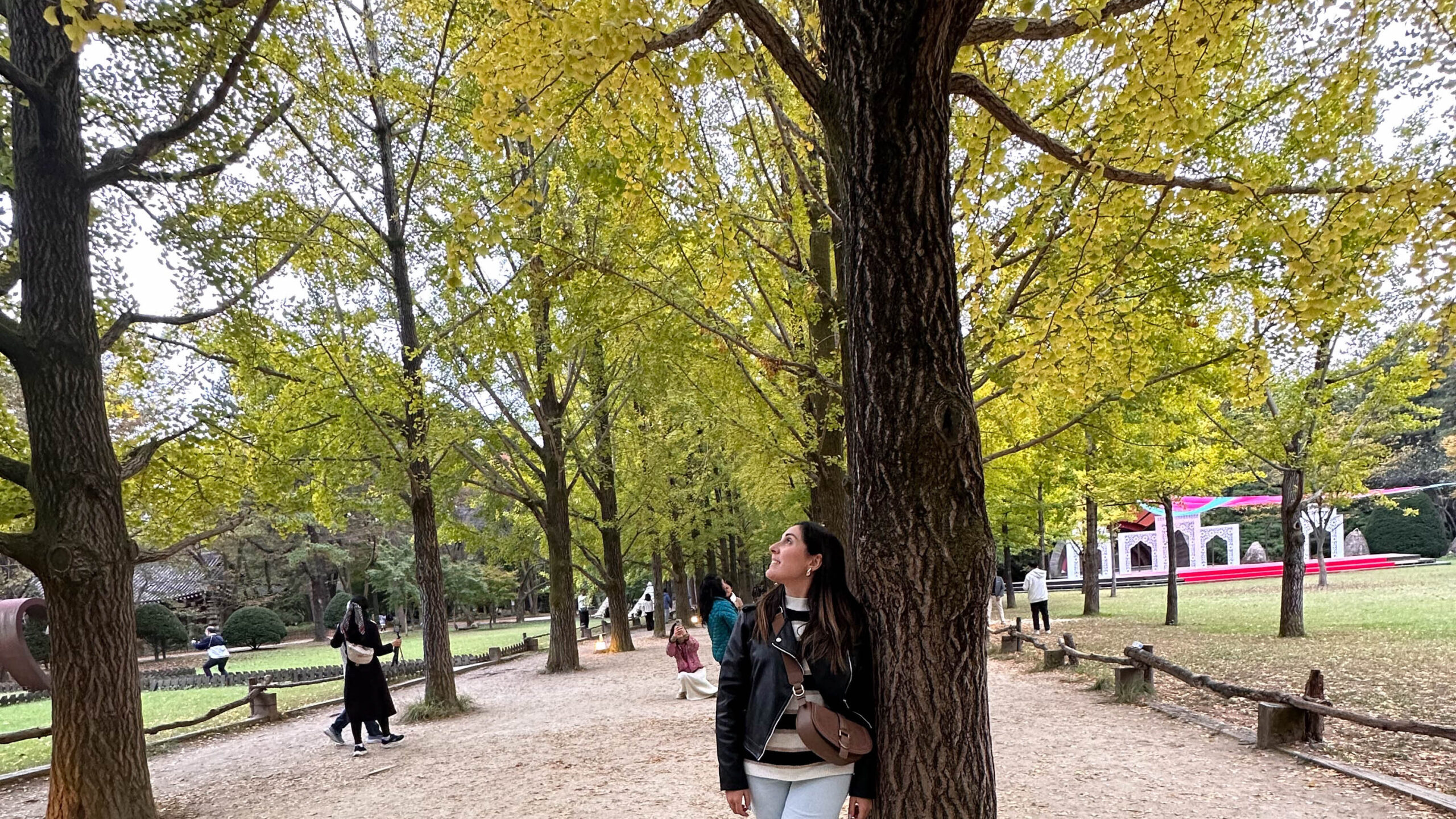 cosa fare in corea del sud nami island e i suoi viali alberati