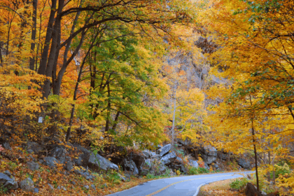 foliage in italia