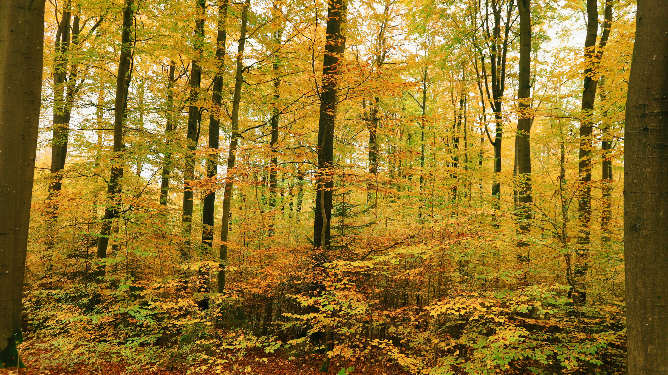 foliage in italia foresta delle pianelle puglia