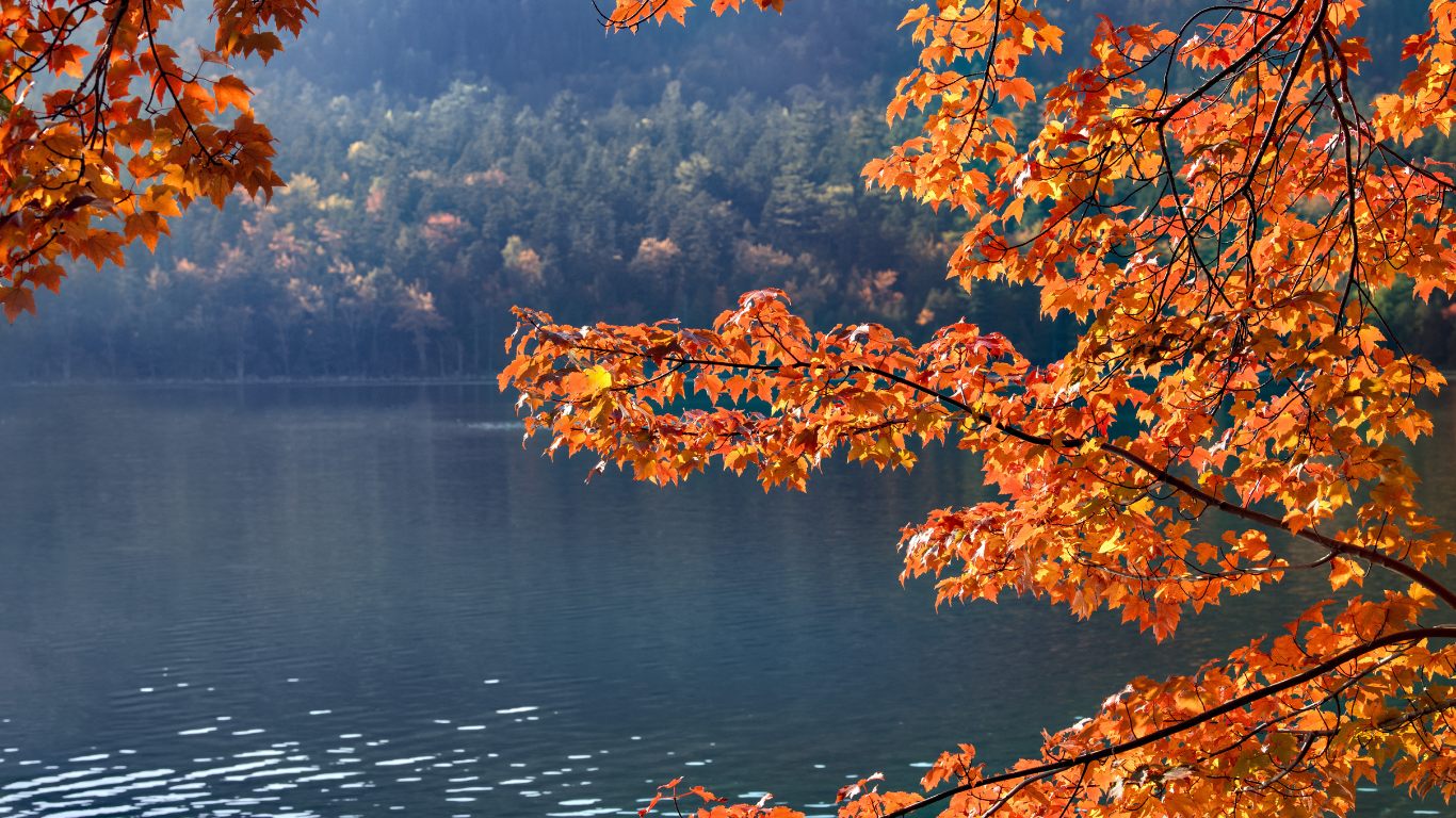 foliage in italia foresta umbra