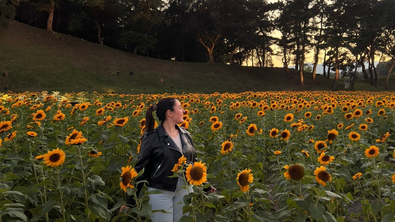 viaggio in corea del sud campo di girasoli ad andong